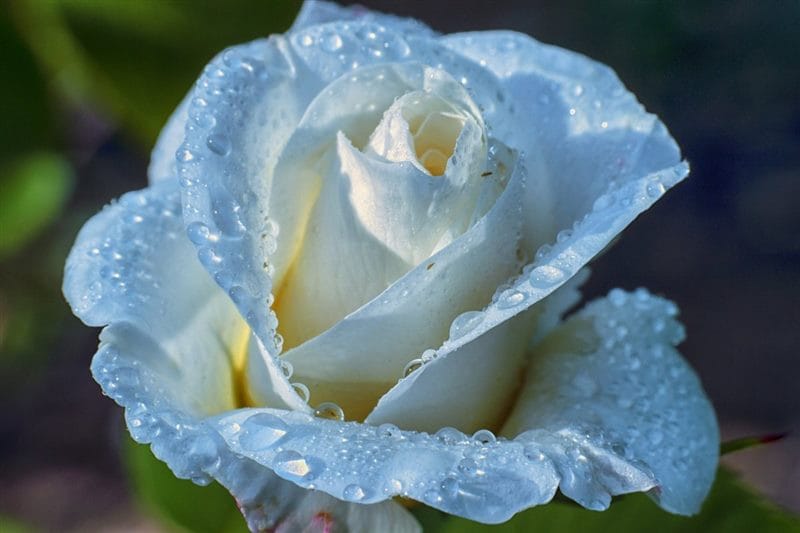 Картинки розы на аву (100 фото) #72