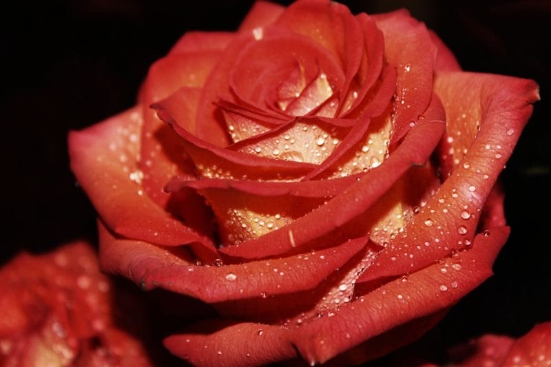 Картинки розы на аву (100 фото) #75