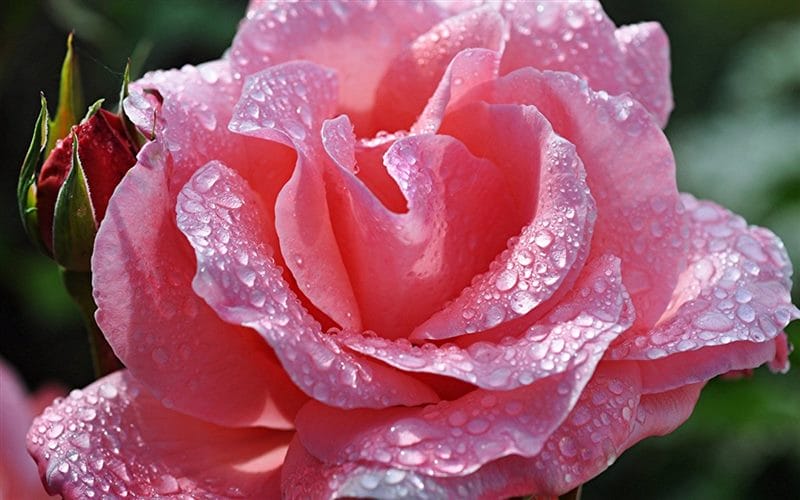 Картинки розы на аву (100 фото) #57