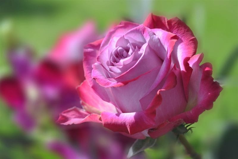 Картинки розы на аву (100 фото) #93