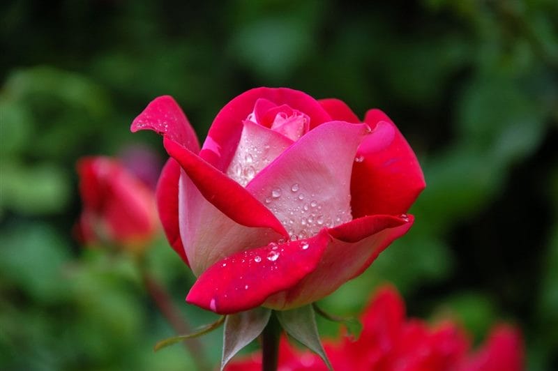 Картинки розы на аву (100 фото) #91
