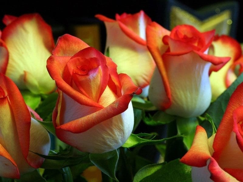 Картинки розы на аву (100 фото) #58