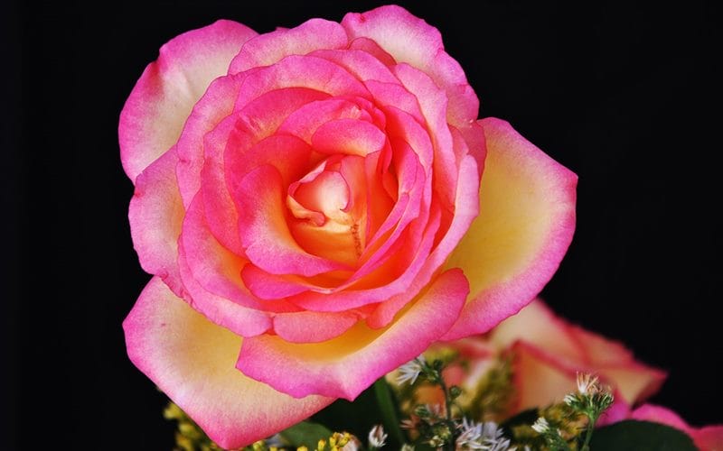 Картинки розы на аву (100 фото) #73