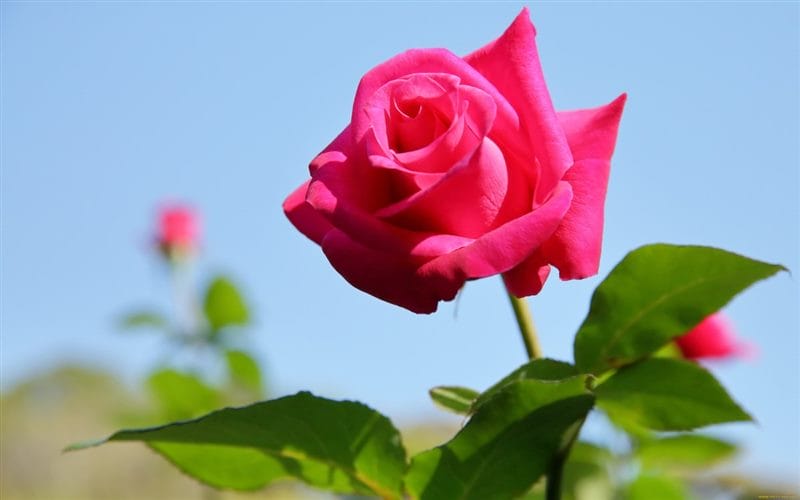 Картинки розы на аву (100 фото) #99