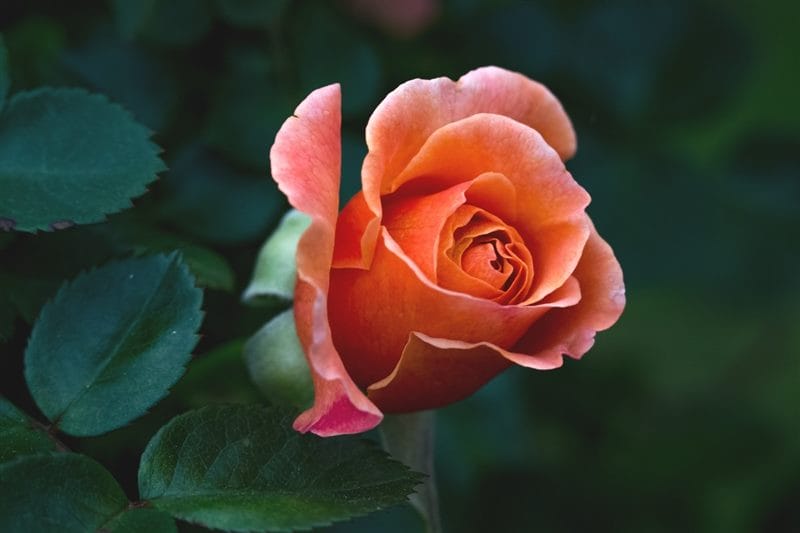 Картинки розы на аву (100 фото) #94
