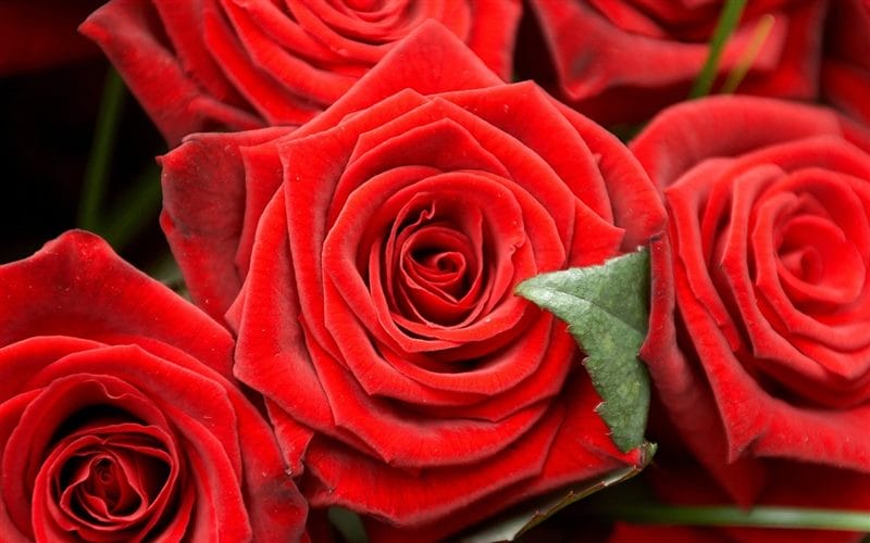 Картинки розы на аву (100 фото) #62