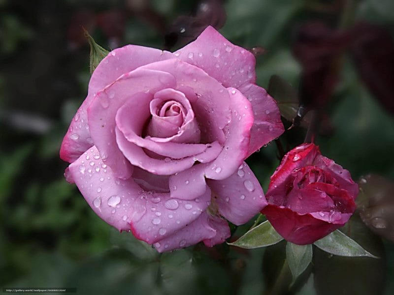 Картинки розы на аву (100 фото) #71