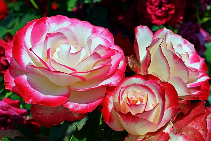 Картинки розы на аву (100 фото) #56