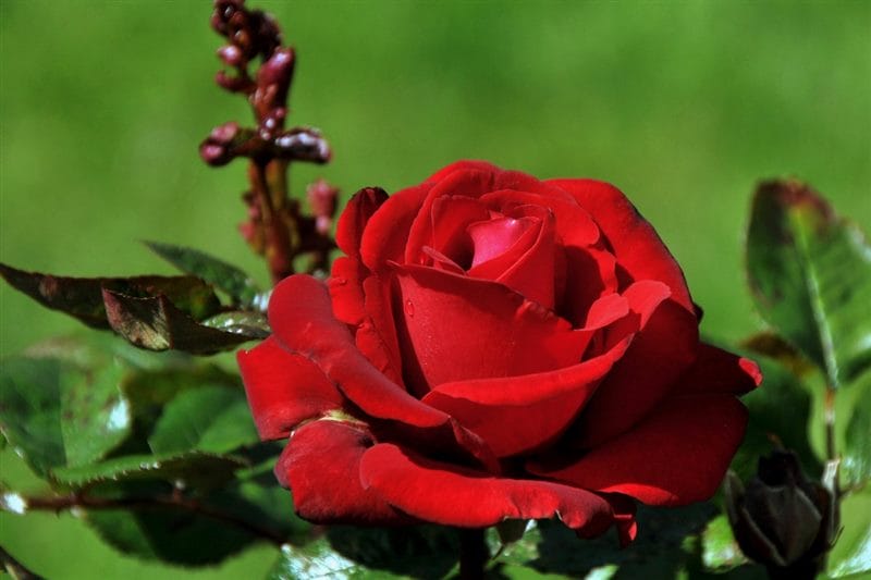 Картинки розы на аву (100 фото) #77