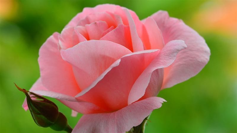 Картинки розы на аву (100 фото) #97
