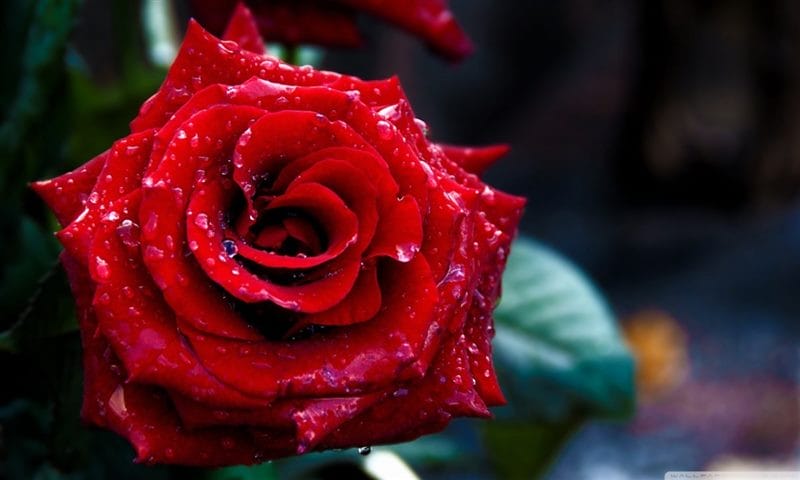Картинки розы на аву (100 фото) #84