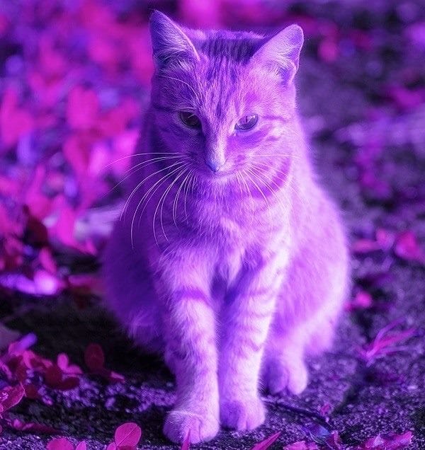 Фиолетовые картинки на аву (100 фото) #6