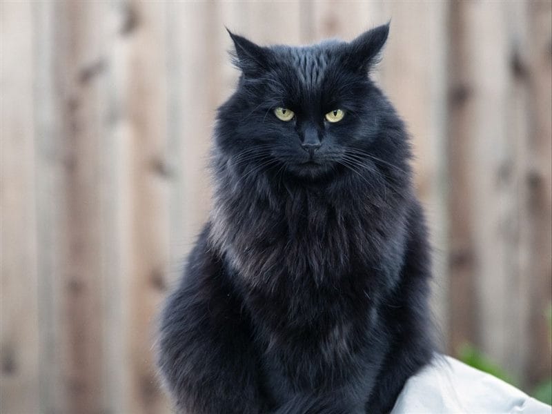 Картинки черной кошки на аву (100 фото) #8