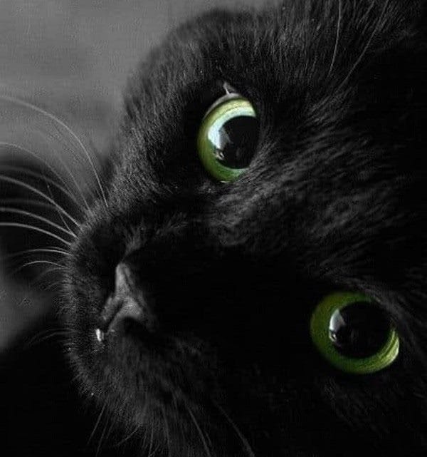 Картинки черной кошки на аву (100 фото) #21