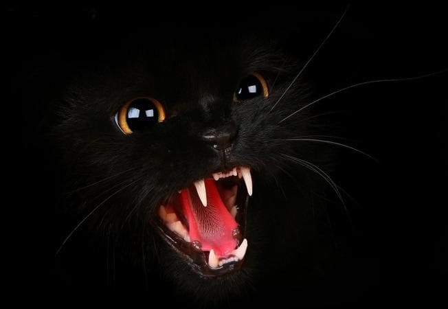 Картинки черной кошки на аву (100 фото) #1