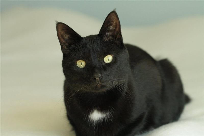 Картинки черной кошки на аву (100 фото) #14