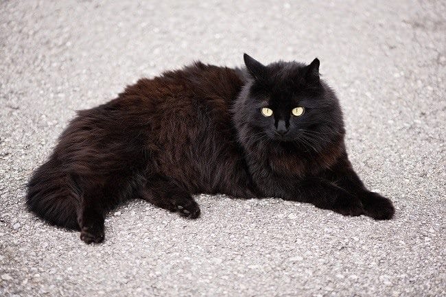 Картинки черной кошки на аву (100 фото) #3