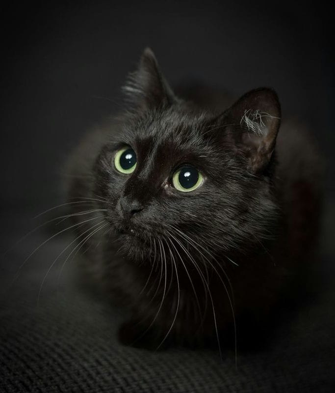 Картинки черной кошки на аву (100 фото) #6