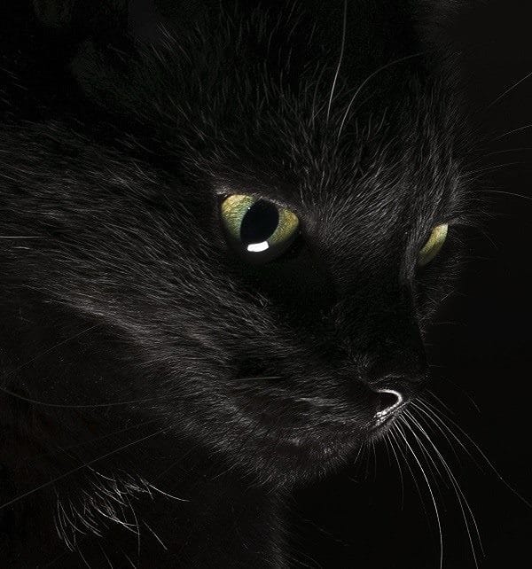 Картинки черной кошки на аву (100 фото) #35