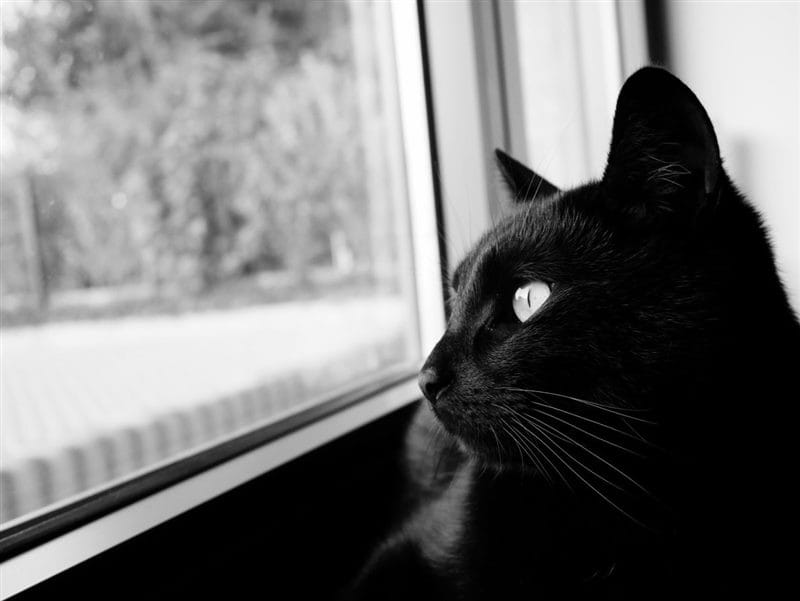 Картинки черной кошки на аву (100 фото) #40