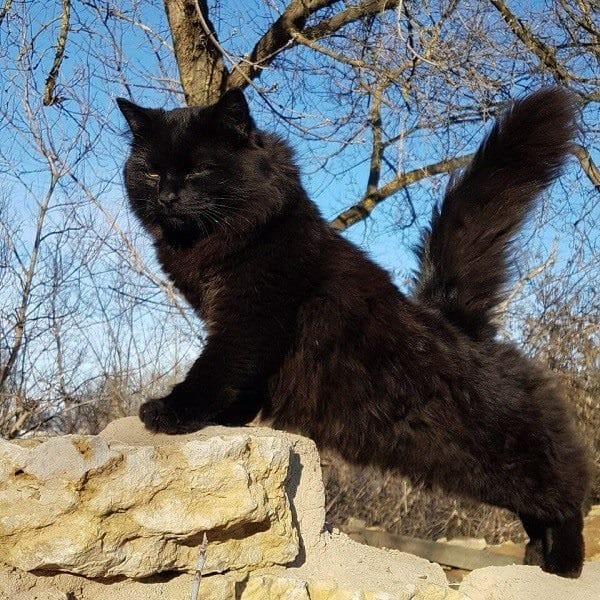 Картинки черной кошки на аву (100 фото) #5