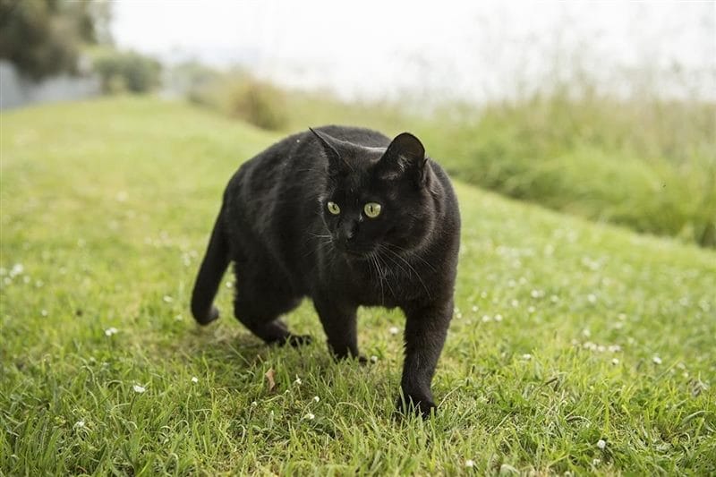 Картинки черной кошки на аву (100 фото) #12