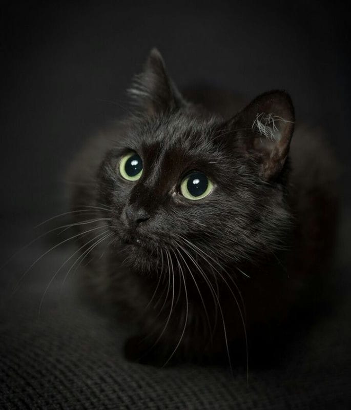 Картинки черной кошки на аву (100 фото) #45