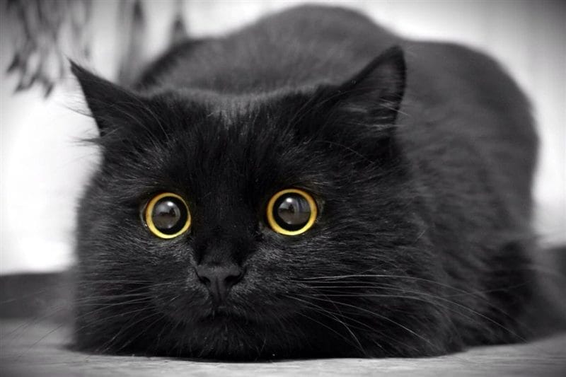 Картинки черной кошки на аву (100 фото) #39