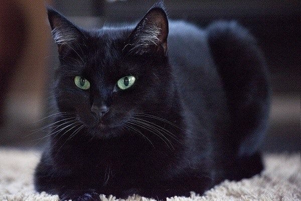 Картинки черной кошки на аву (100 фото) #48