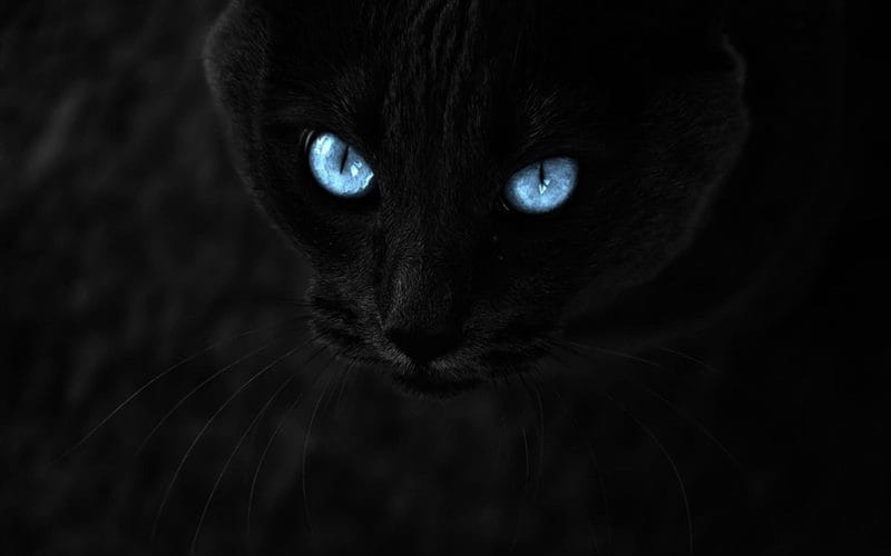 Картинки черной кошки на аву (100 фото) #20