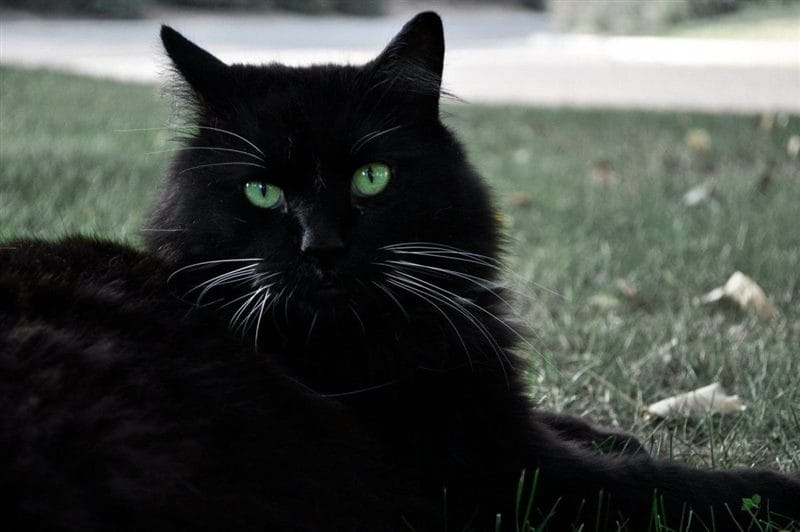 Картинки черной кошки на аву (100 фото) #28