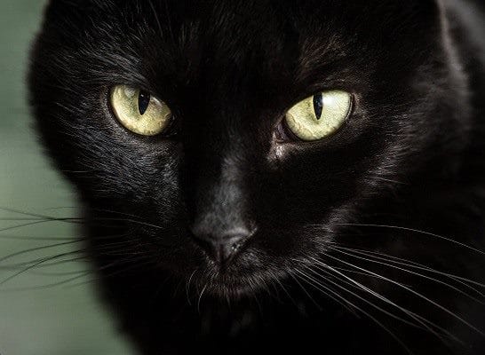 Картинки черной кошки на аву (100 фото) #34