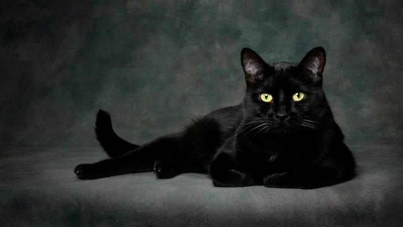 Картинки черной кошки на аву (100 фото) #29