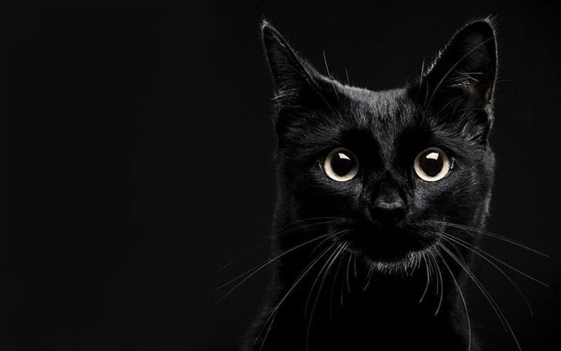 Картинки черной кошки на аву (100 фото) #15