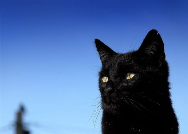Картинки черной кошки на аву (100 фото) #19