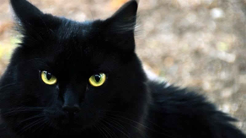 Картинки черной кошки на аву (100 фото) #42