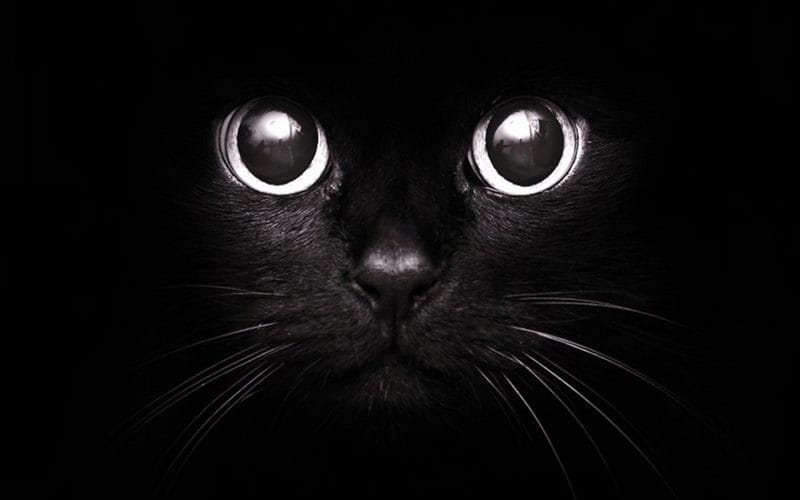 Картинки черной кошки на аву (100 фото) #30