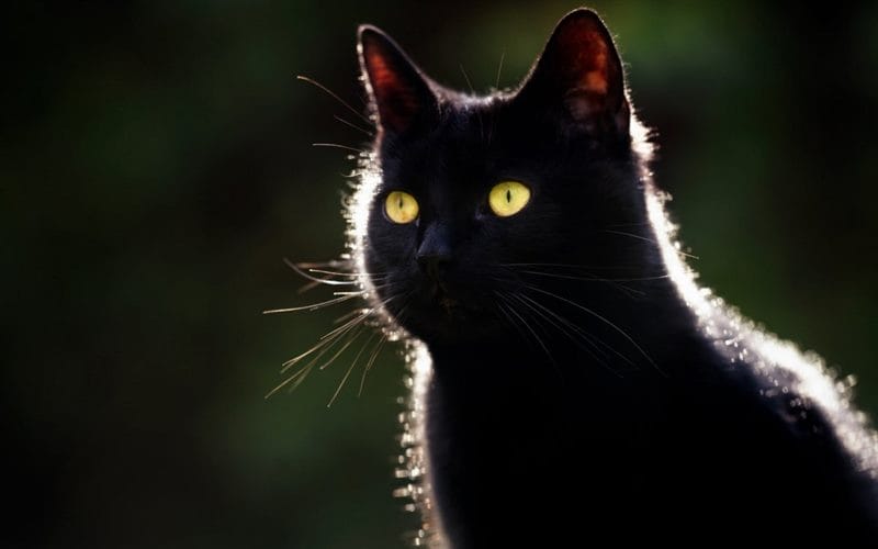 Картинки черной кошки на аву (100 фото) #37