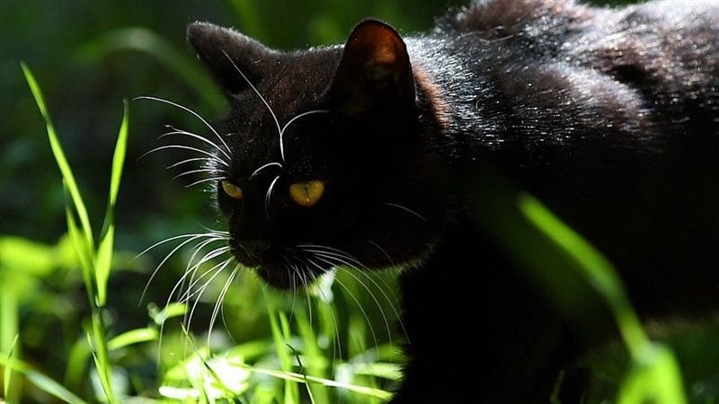 Картинки черной кошки на аву (100 фото) #17
