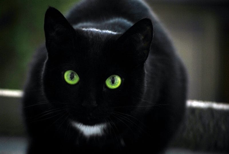 Картинки черной кошки на аву (100 фото) #7