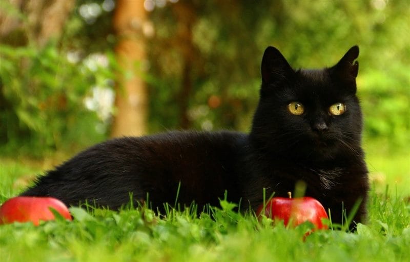 Картинки черной кошки на аву (100 фото) #13