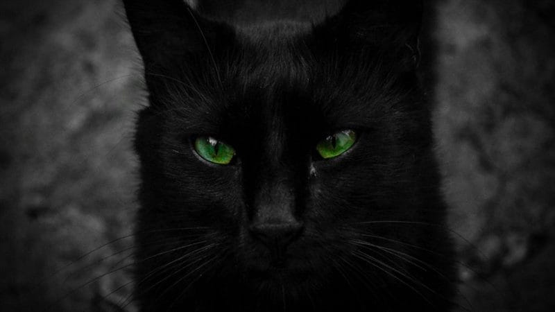Картинки черной кошки на аву (100 фото) #25