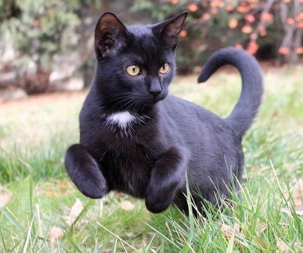 Картинки черной кошки на аву (100 фото) #26