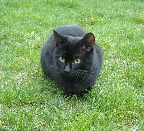 Картинки черной кошки на аву (100 фото) #100