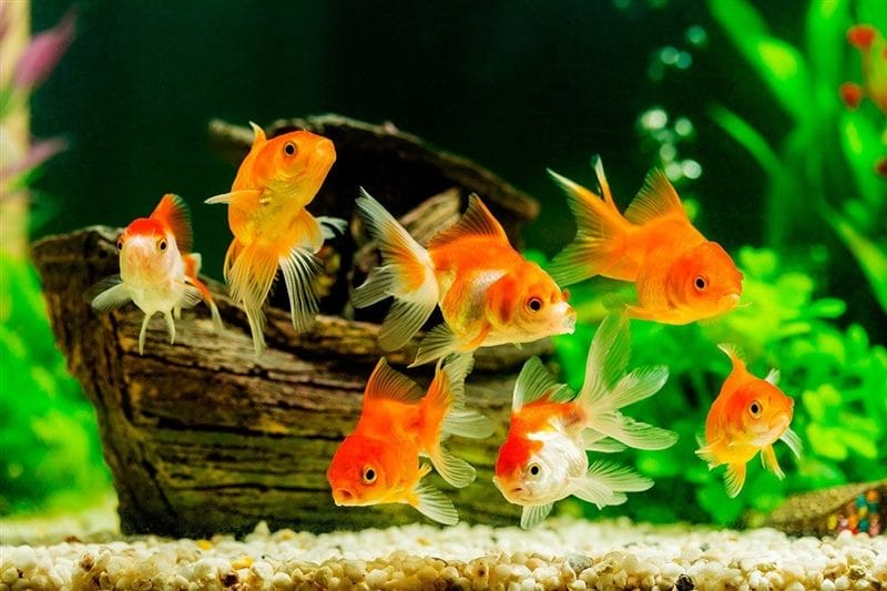 Рыбки в аквариуме - красивые картинки (100 фото) #1
