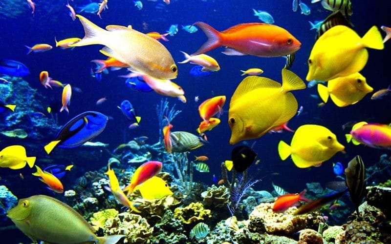 Рыбки в аквариуме - красивые картинки (100 фото) #31