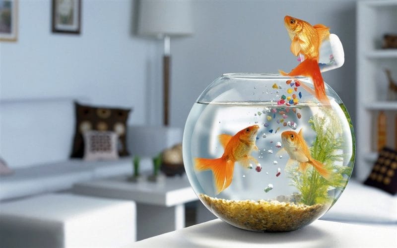 Рыбки в аквариуме - красивые картинки (100 фото) #10