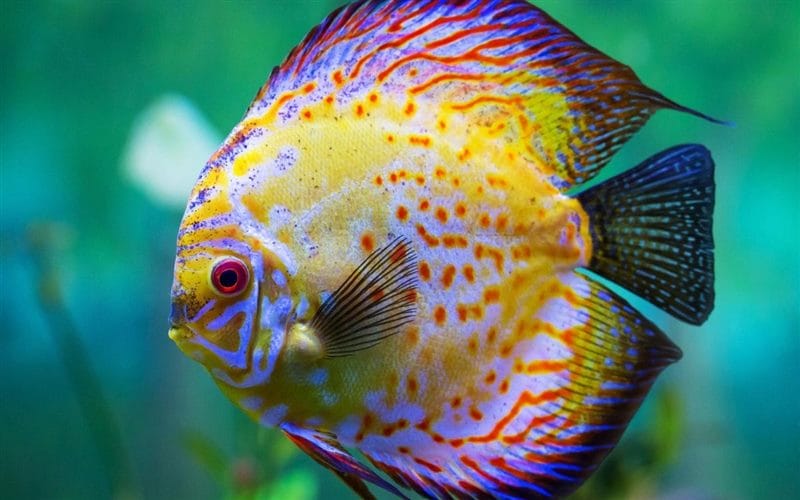 Рыбки в аквариуме - красивые картинки (100 фото) #32