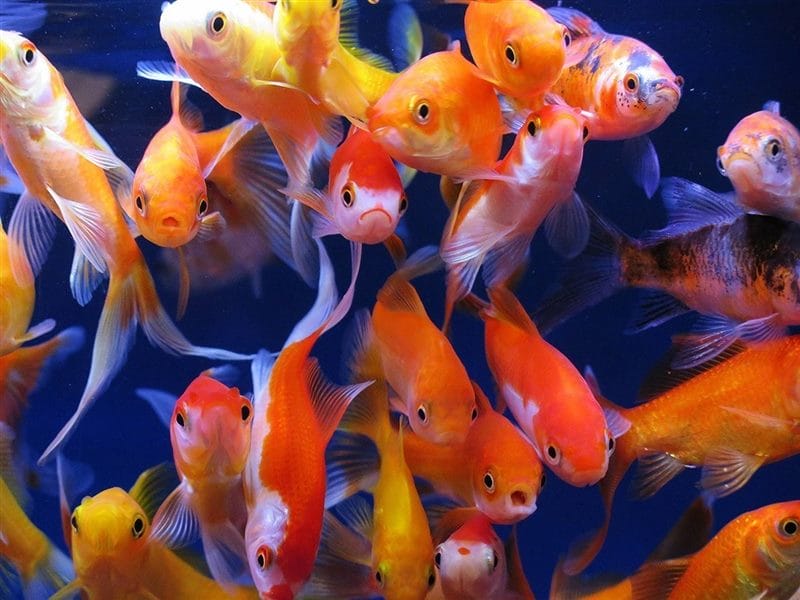 Рыбки в аквариуме - красивые картинки (100 фото) #37