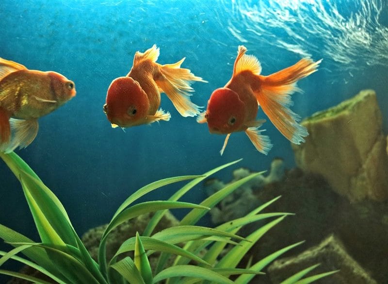 Рыбки в аквариуме - красивые картинки (100 фото) #38